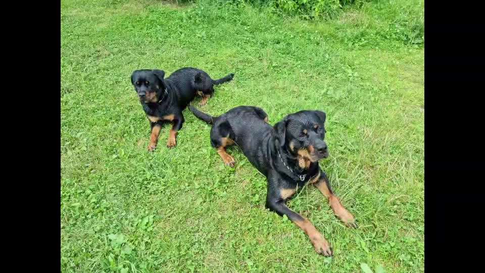 Hundeangriff, groß gegen klein-Beitrag-Bild