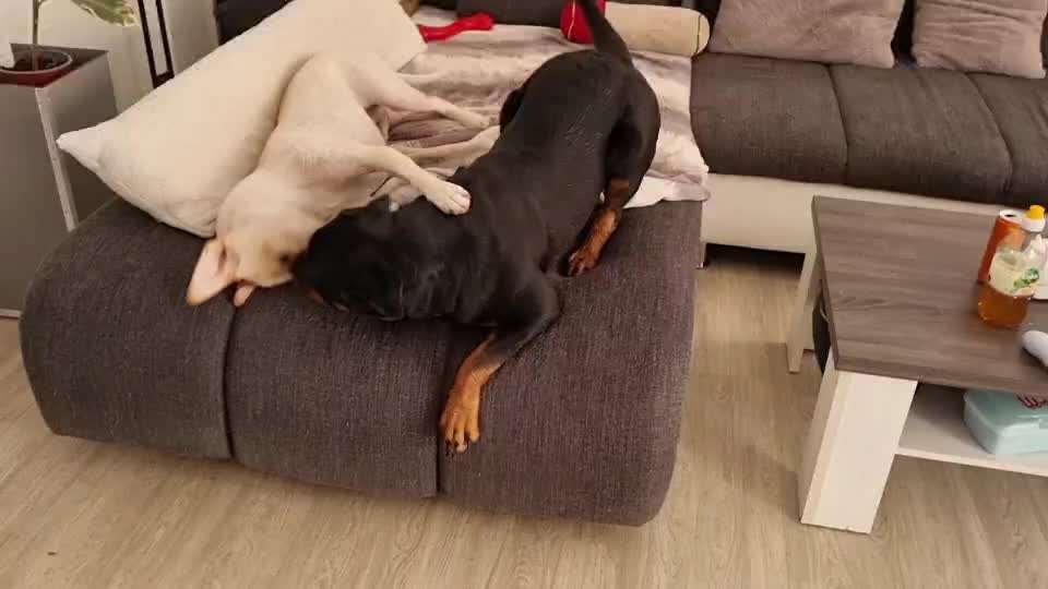 Agressive Gegenreaktionen trotz Unterwürfigkeit-Beitrag-Bild