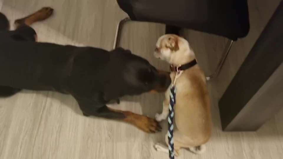 Was tun bei Hundeangriff?-Beitrag-Bild