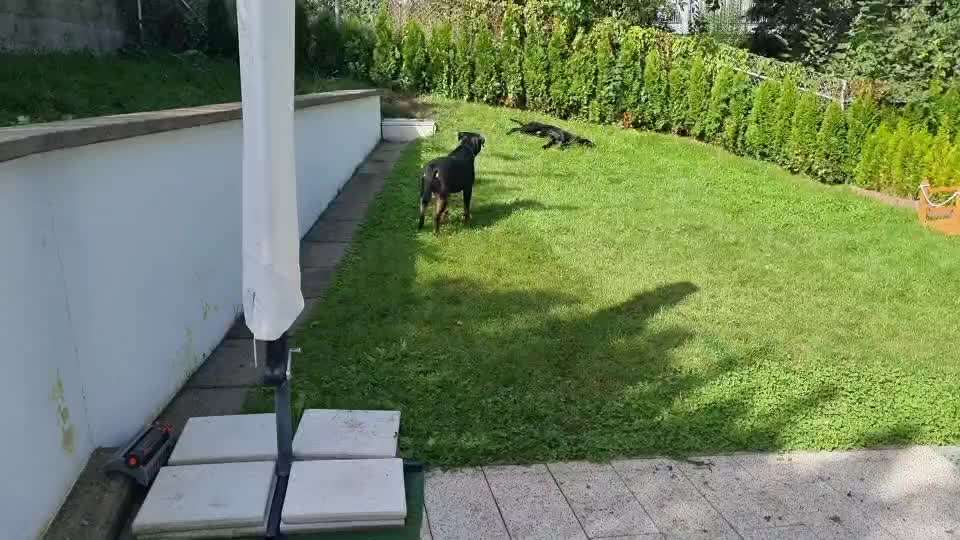 Hund spielen lassen mit anderen Hunden-Beitrag-Bild