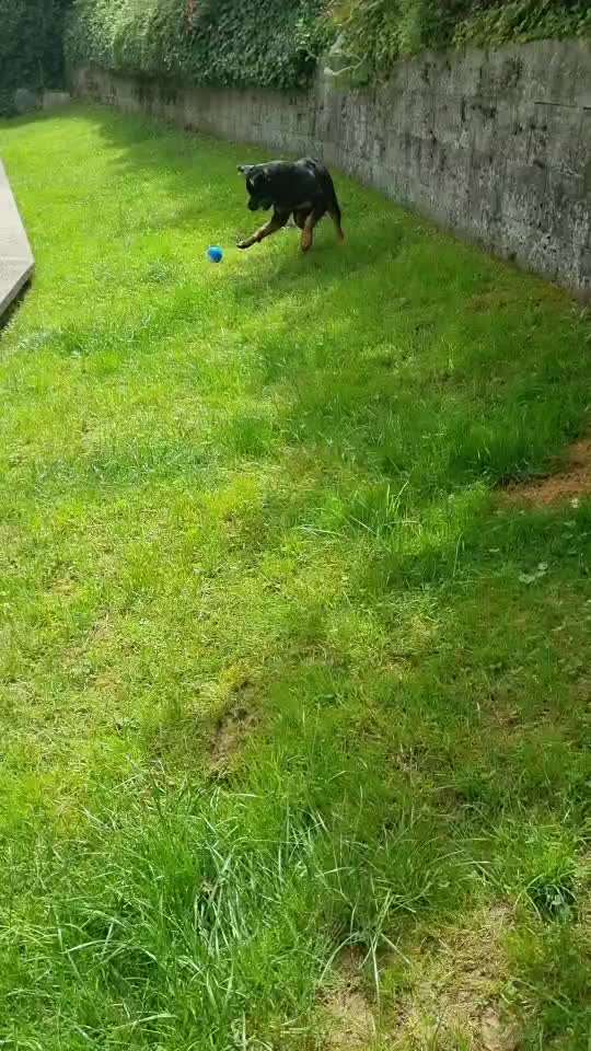 Hundeangriff, groß gegen klein-Beitrag-Bild