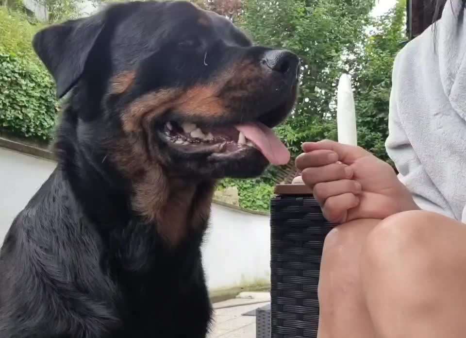 "Gut erzogen" ist ein weit ausgedehnter Begriff-Beitrag-Bild