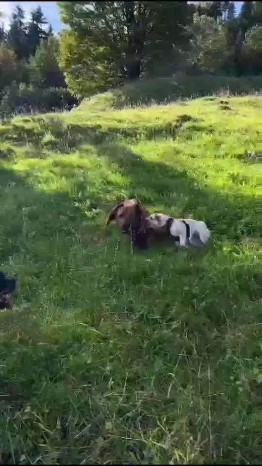 Was tun bei Hundeangriff?-Beitrag-Bild