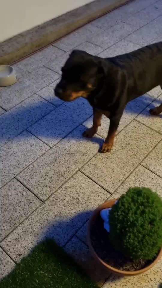 Den Hund mal "spinnen" lassen.-Beitrag-Bild