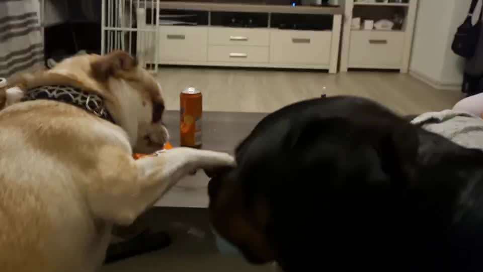 Was tun bei Hundeangriff?-Beitrag-Bild