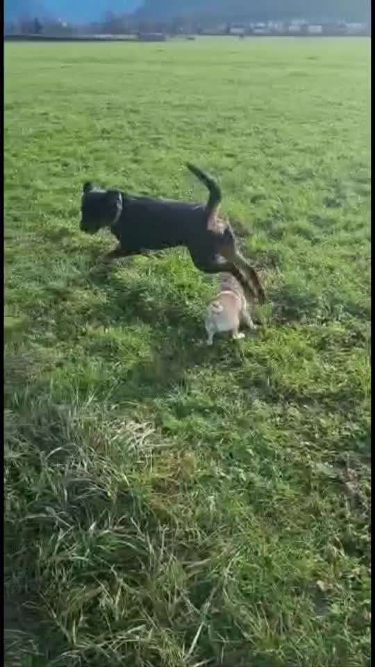 Hund spielen lassen mit anderen Hunden-Beitrag-Bild