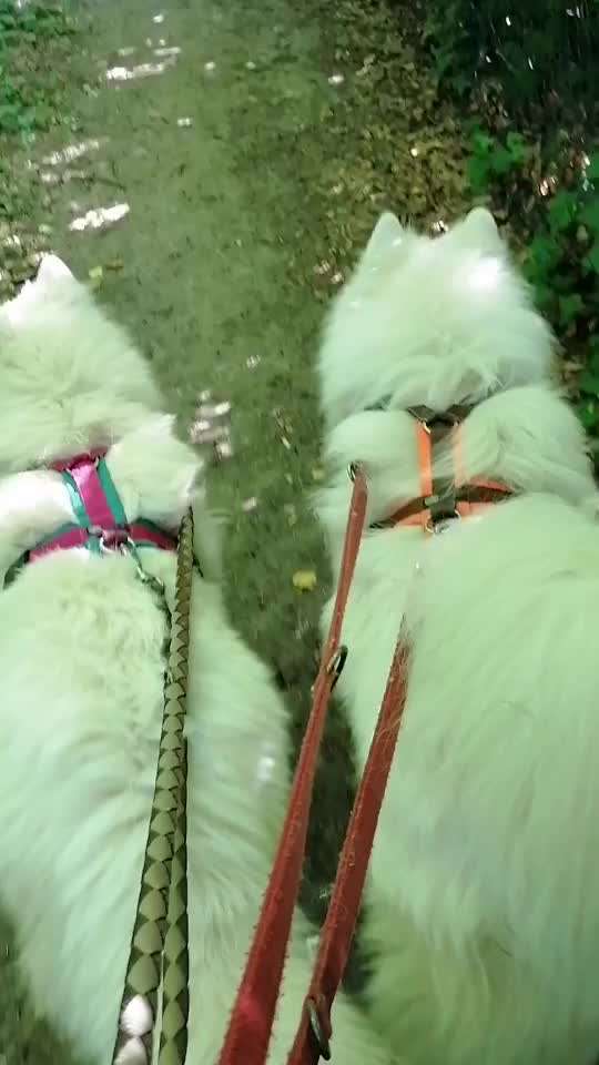 Trainingserfolge-Beitrag-Bild