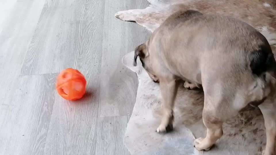 Französische Bulldoggen-Beitrag-Bild