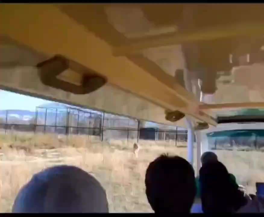 Wild & Hund- Was sollte ich beachten?-Beitrag-Bild