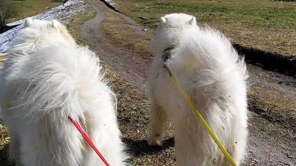 Heulen wie Wölfe-Beitrag-Bild