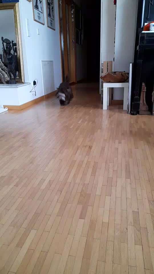 Bolonka Zwetna 🐾-Beitrag-Bild