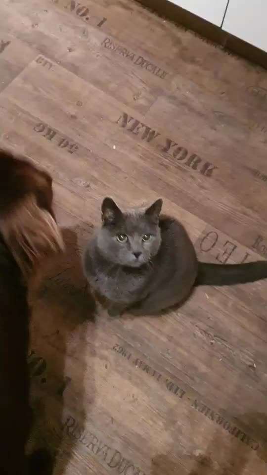 𝕋ℝ𝕀ℂ𝕂 ℂℍ𝔸𝕃𝕃𝔼ℕ𝔾𝔼 ℕℝ. 𝟙-Beitrag-Bild