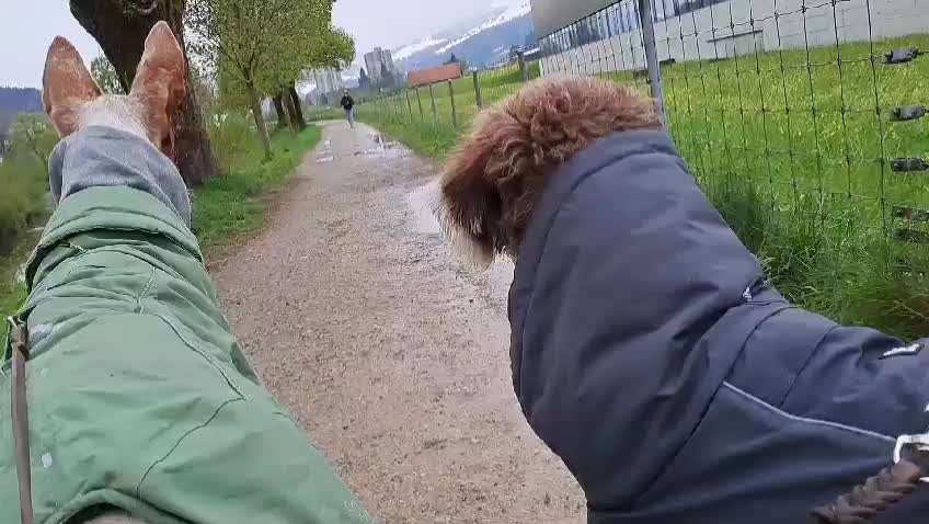 TierschutzhundeStammtisch🐕-Beitrag-Bild