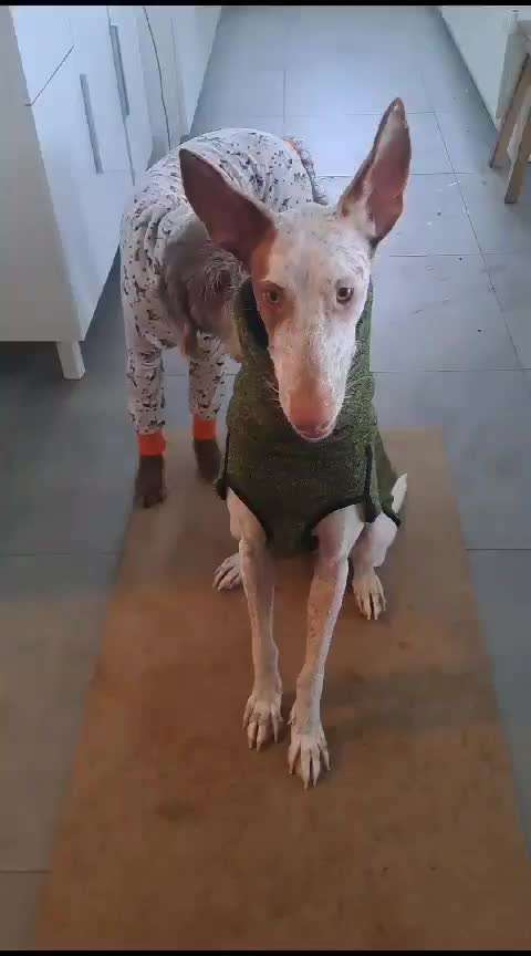 Koffer Packen: Spezial Weihnachtsedition-Beitrag-Bild