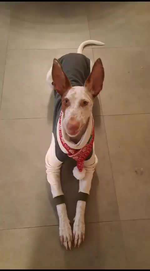 Koffer Packen: Spezial Weihnachtsedition-Beitrag-Bild