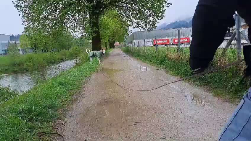 TierschutzhundeStammtisch🐕-Beitrag-Bild