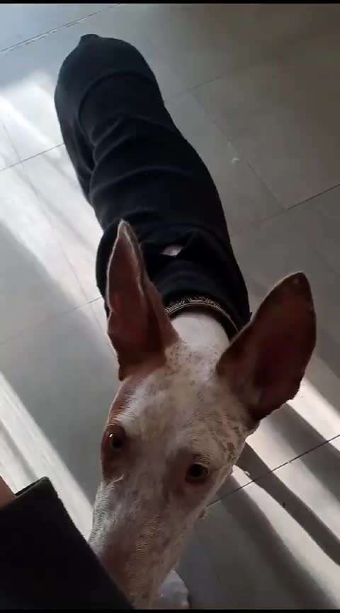 Trick Spiel - ich packe meinen 11. Koffer-Beitrag-Bild