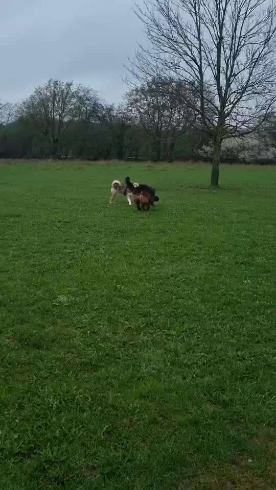 Analyse & Interpretation von Verhalten-Beitrag-Bild