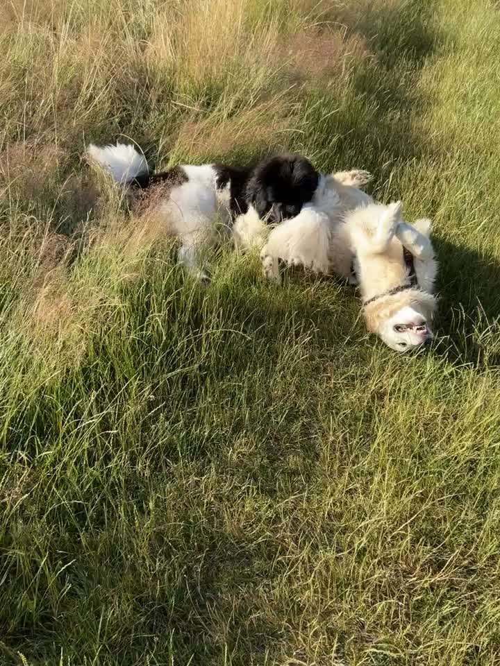 Wo sind die Golden Retriever Liebhaber?-Beitrag-Bild