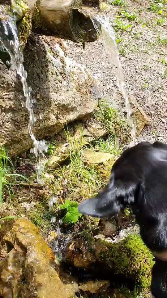 Dogorama-Monats-Challenge-Mai "Wasser"-Beitrag-Bild