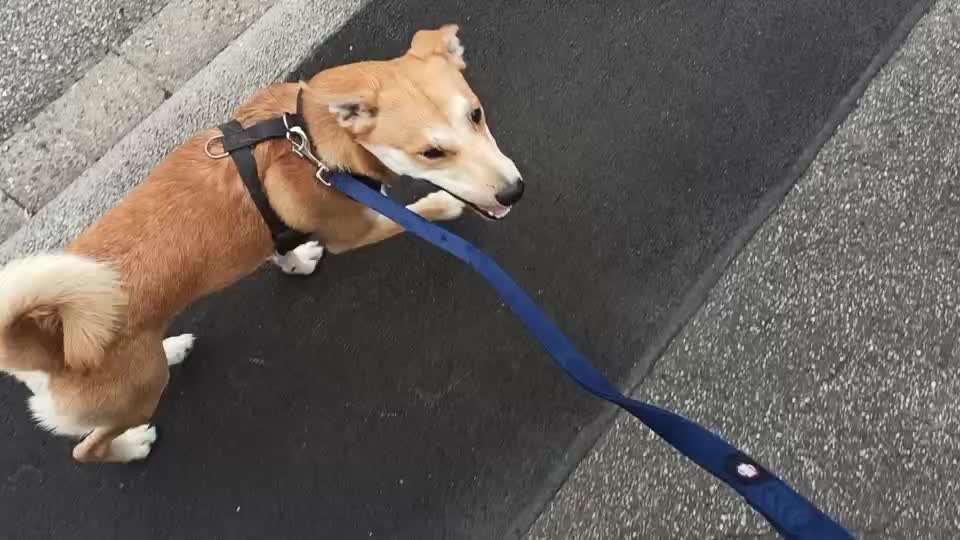 Hund beißt in die Leine-Beitrag-Bild