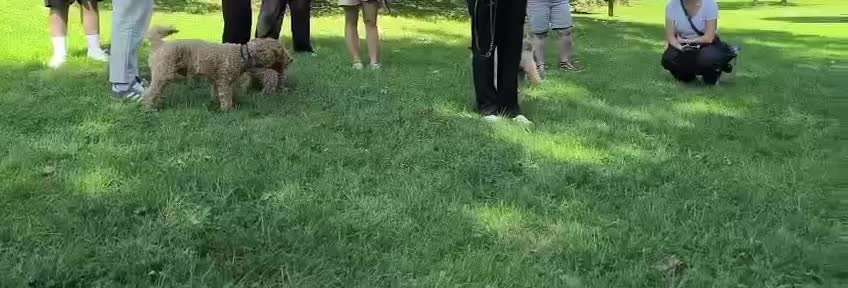 Ein sehr kommunikativer Hund-Beitrag-Bild