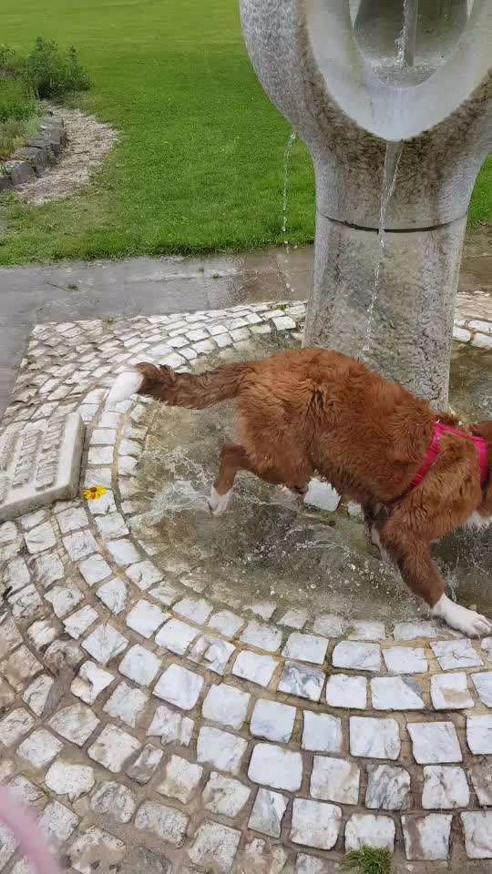 Zeigt hier Euer liebstes Video Eurer Hunde-Beitrag-Bild