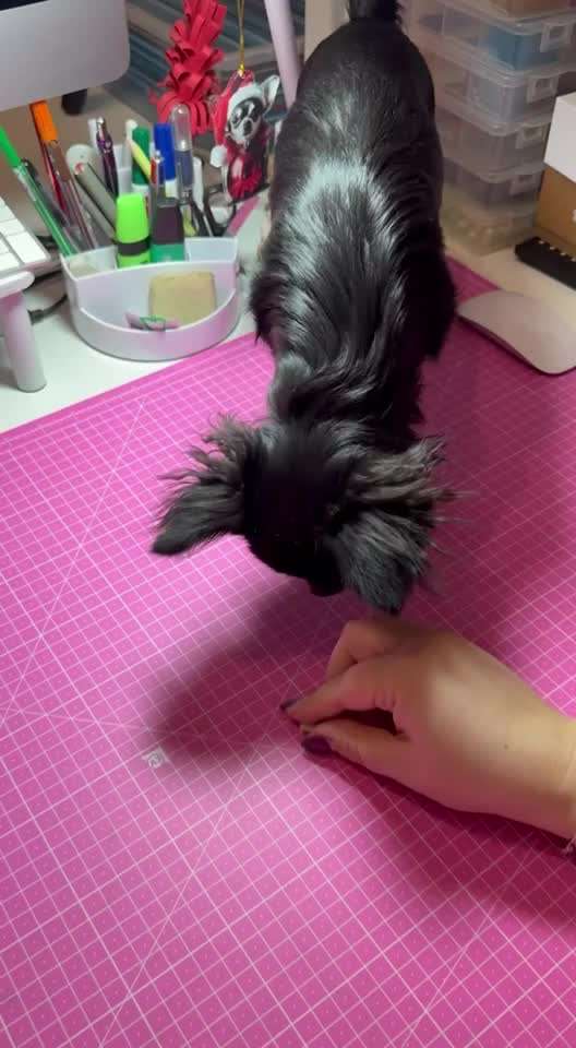 aktuelles Foto Gruppe Chihuahua