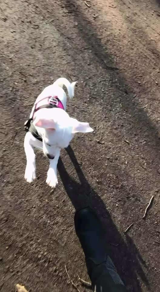 aktuelles Foto Gruppe Chihuahua