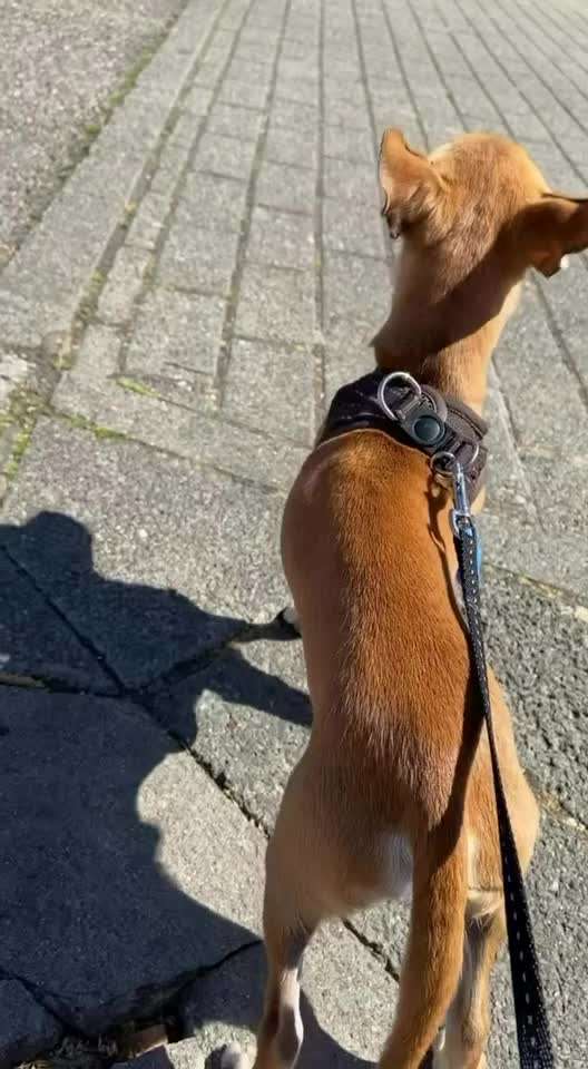 aktuelles Foto Gruppe Chihuahua