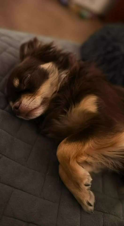 aktuelles Foto Gruppe Chihuahua