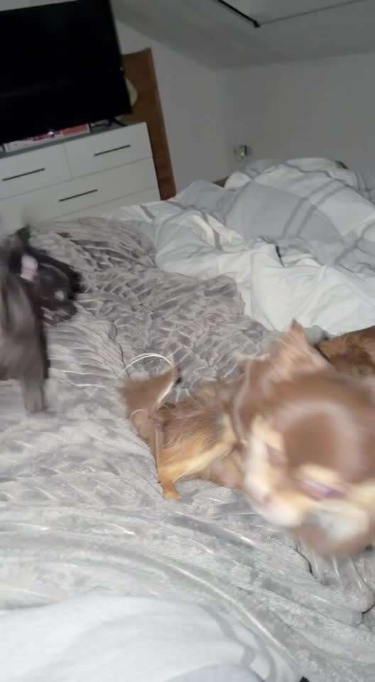 aktuelles Foto Gruppe Chihuahua