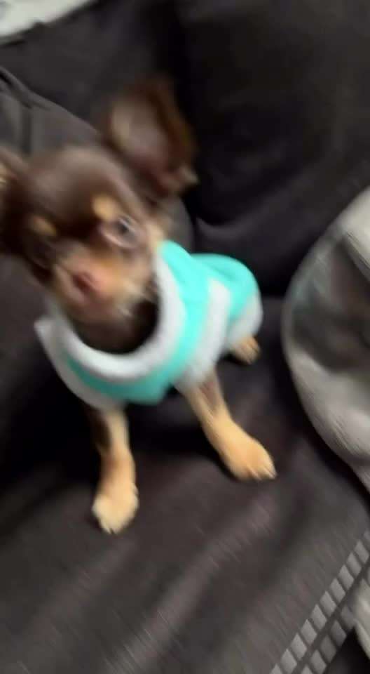 aktuelles Foto Gruppe Chihuahua