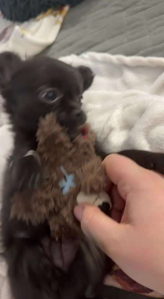 aktuelles Foto Gruppe Chihuahua