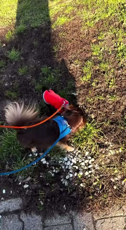 aktuelles Foto Gruppe Chihuahua