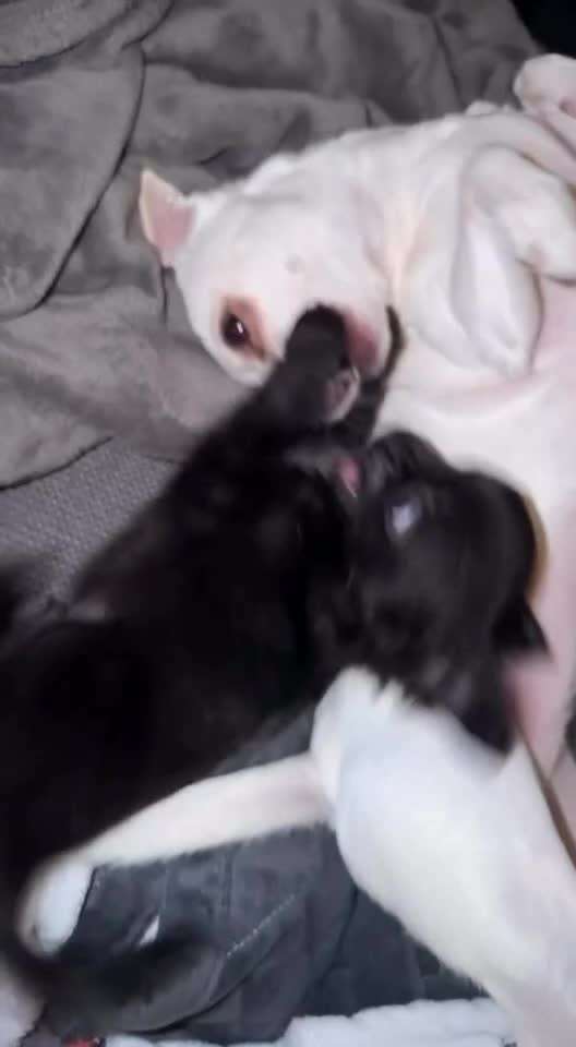 aktuelles Foto Gruppe Chihuahua