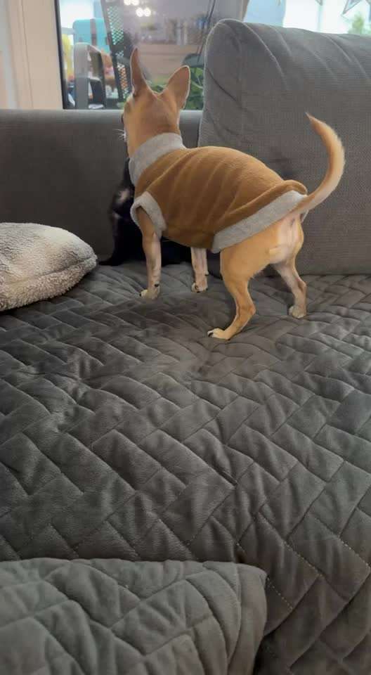 aktuelles Foto Gruppe Chihuahua