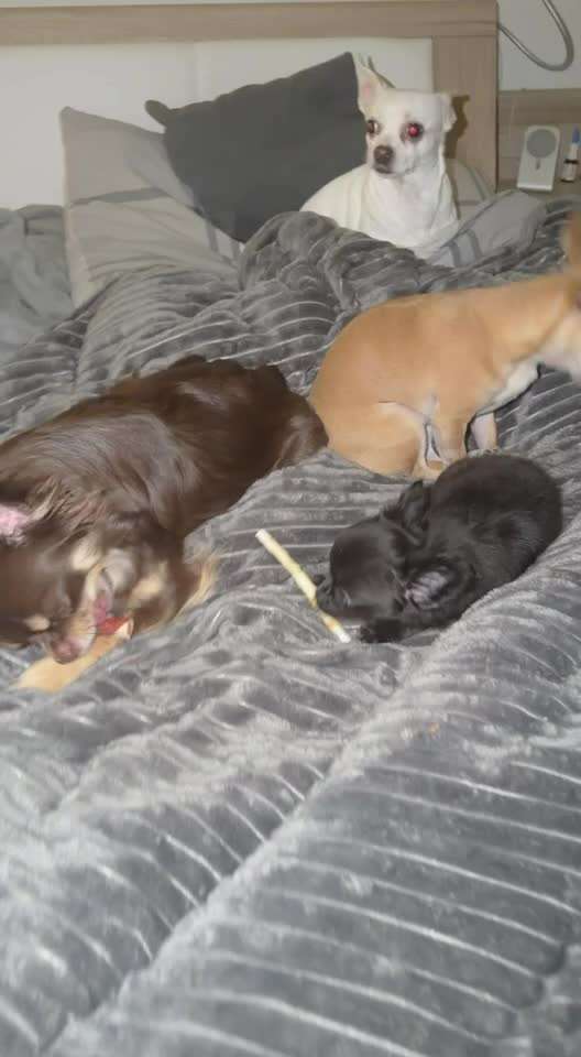 aktuelles Foto Gruppe Chihuahua