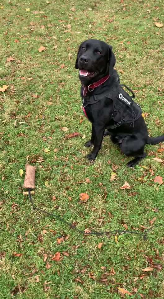 Tipps, Tricks, Klatsch und Tratsch über den Labrador-Beitrag-Bild