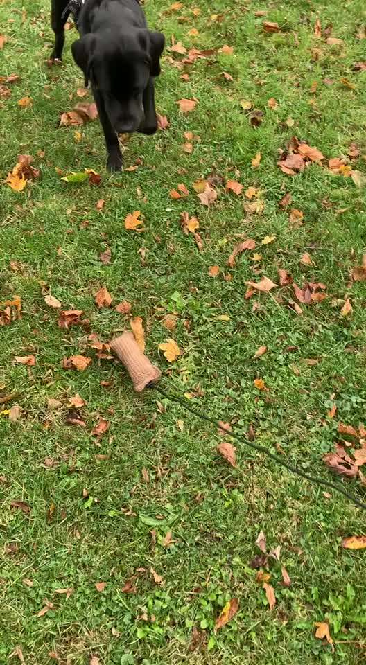 Tipps, Tricks, Klatsch und Tratsch über den Labrador-Beitrag-Bild