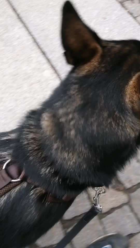 Wie sitzt mein Geschirr?-Beitrag-Bild