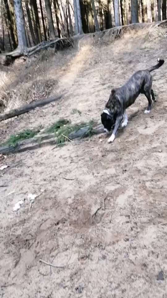 Video Challenge Nr.6
Auf den Spuren der Freiheit🐾🐾-Beitrag-Bild