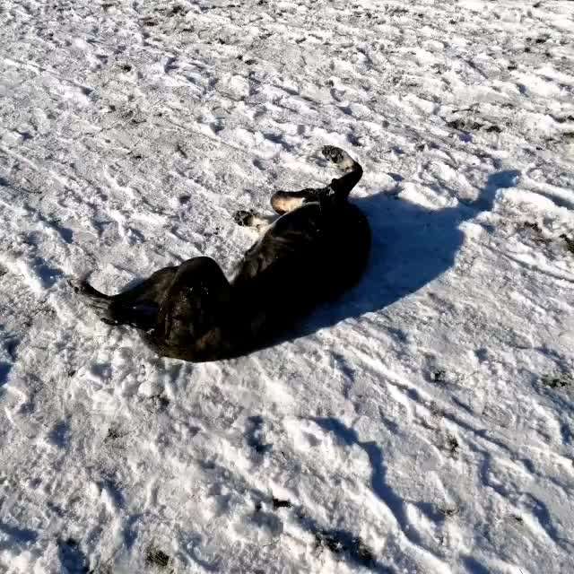 Wie ich meine Tiere verabschiede-Beitrag-Bild