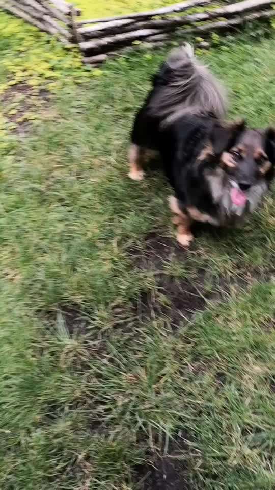 Dogorama Blog Challenge: Hundetricks-Beitrag-Bild