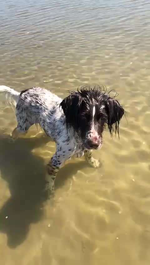Kleiner Münsterländer!-Beitrag-Bild
