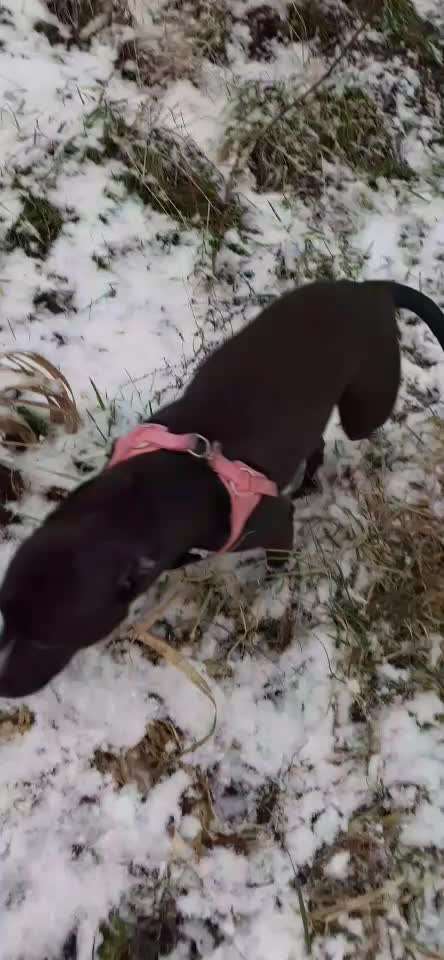 Bester Freund, Hundekumpel - zeigt her!-Beitrag-Bild