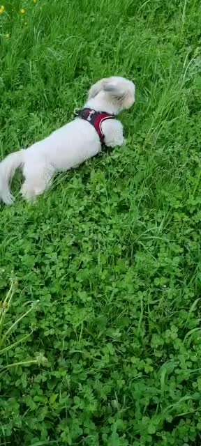 5. Hund im hohen Gras-Beitrag-Bild