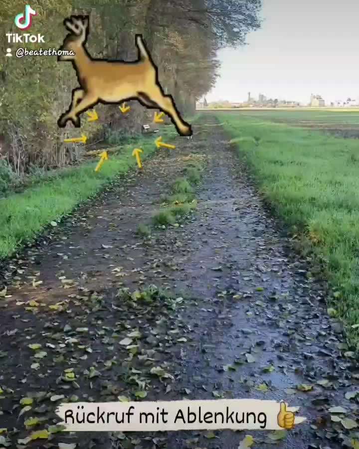 Impulskontrolle-Challenge Nr. 2: Vorbei laufen-Beitrag-Bild