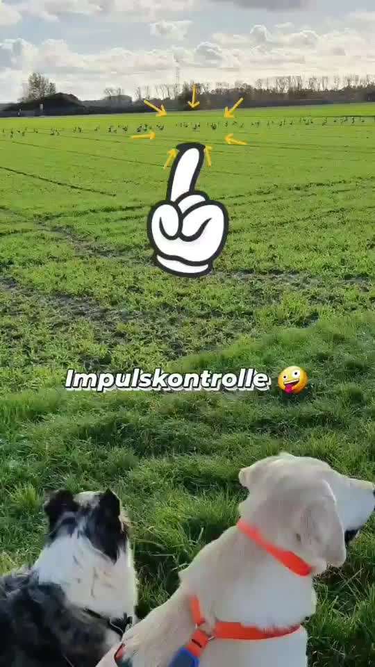 Impulskontrolle-Challenge Nr. 2: Vorbei laufen-Beitrag-Bild