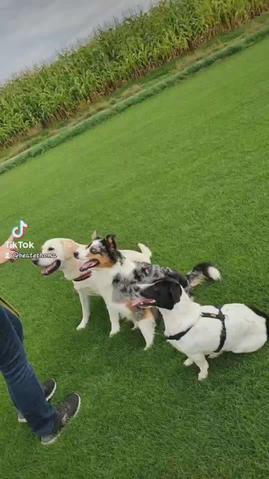 Bester Freund, Hundekumpel - zeigt her!-Beitrag-Bild